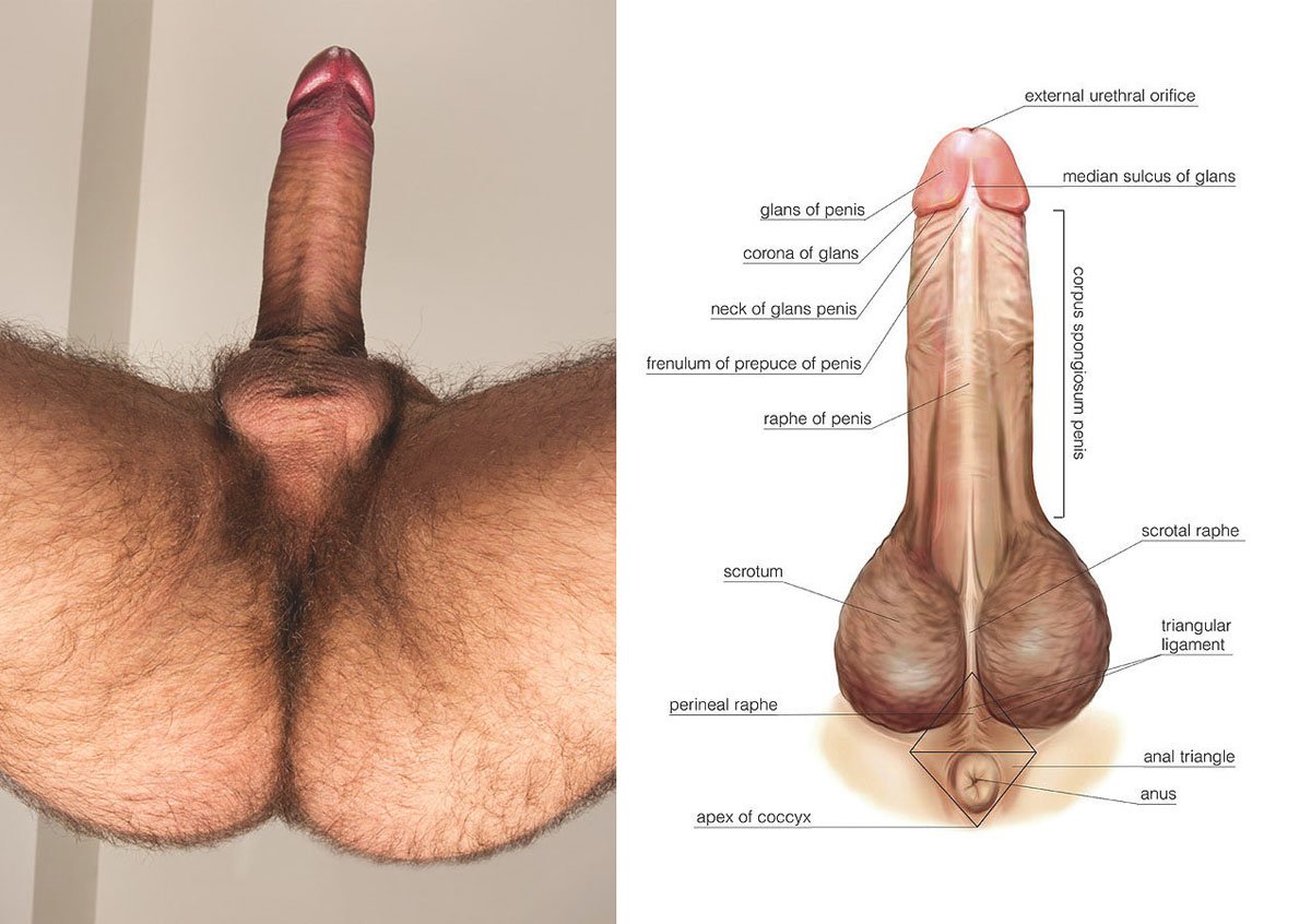 Genital anatomy viewed from below