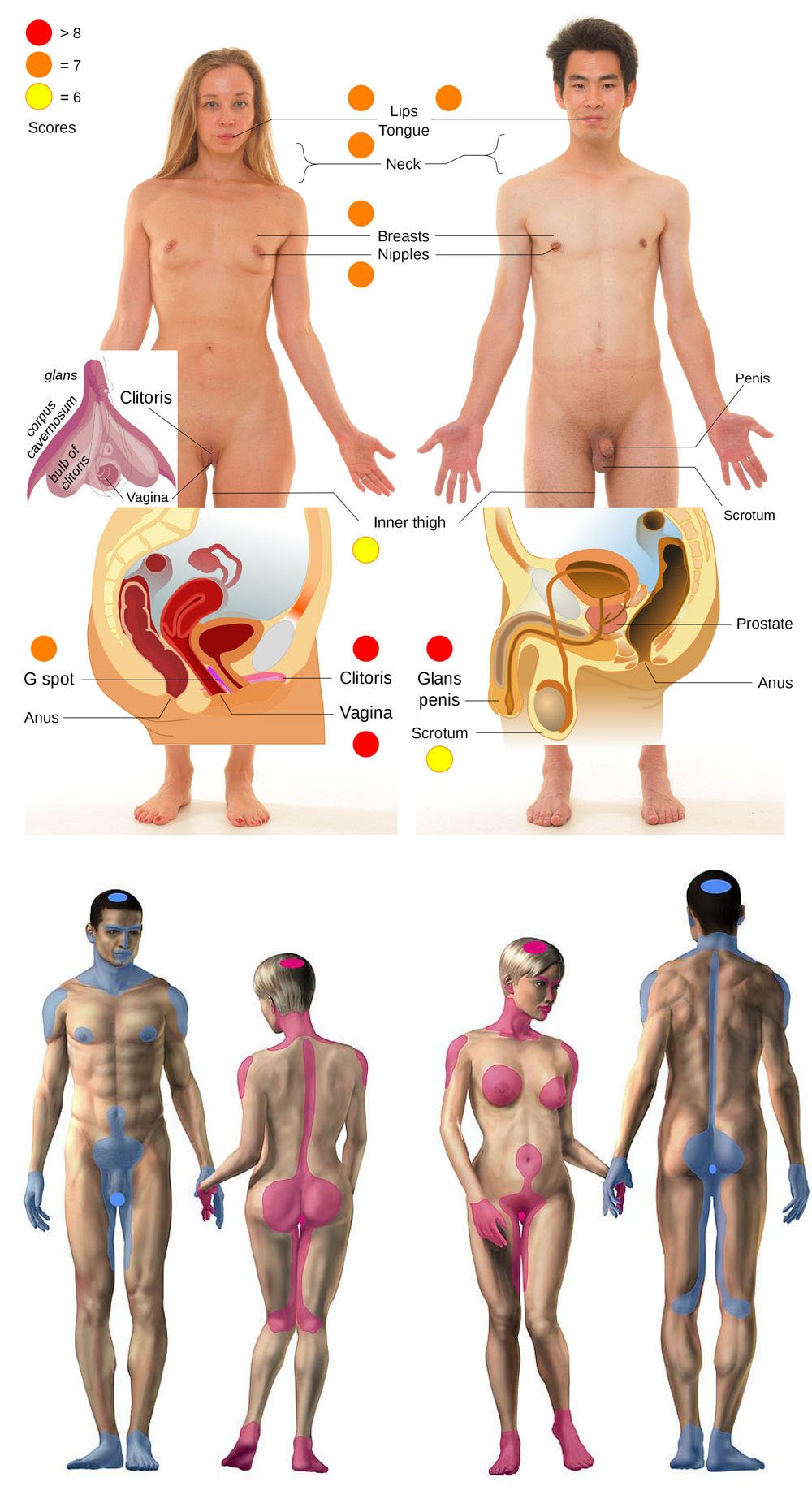 Erogenous zones in men and women